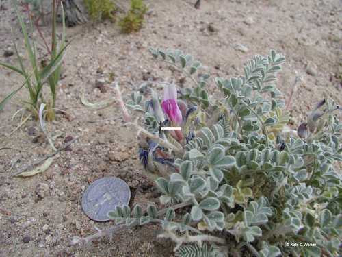 Callaway milkvetch (Astragalus callithrix)