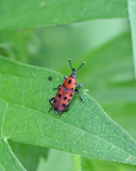 Rhodobaenus tredecimpunctatus