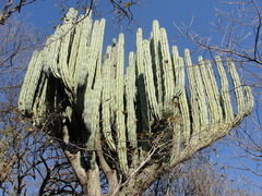 Pachycereus weberi