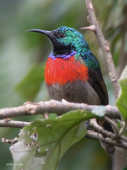 Cinnyris stuhlmanni graueri