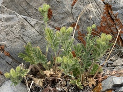 Potentilla pensylvanica