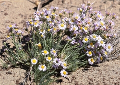 Erigeron filifolius
