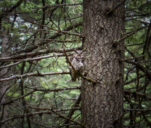 Great Horned Owl photographed in Oregon