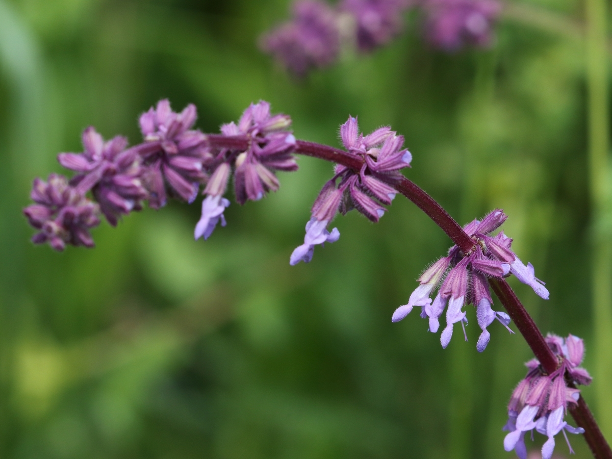 Salvia verticillata