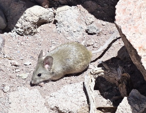 Punta de Vacas Leaf-eared Mouse (Phyllotis vaccarum) — Data Deficient Mammalia