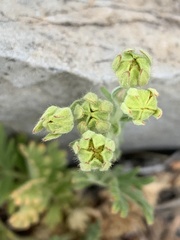 Potentilla pensylvanica