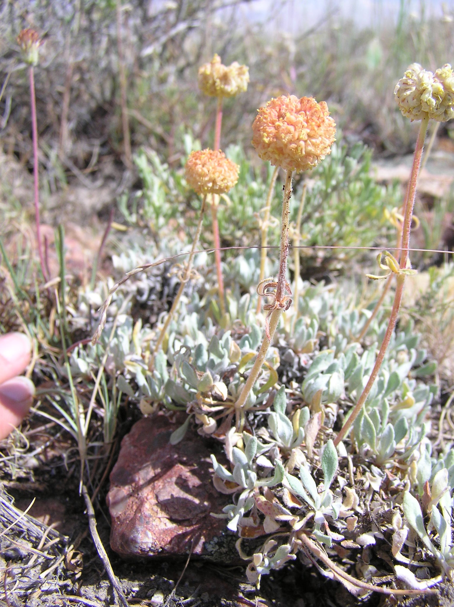 Eriogonum douglasii var. elkoense