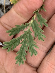 Potentilla pensylvanica