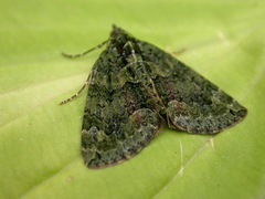 Chloroclysta