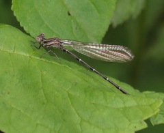 Argia tibialis