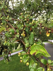 Malus sargentii