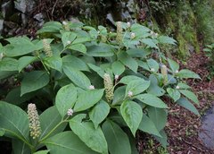 Phytolacca japonica