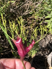 Nanobubon strictum