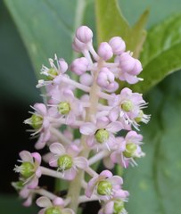 Phytolacca japonica