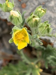 Potentilla pensylvanica