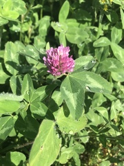 Trifolium pratense