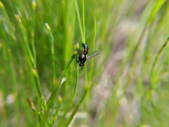 Cylindromyia interrupta