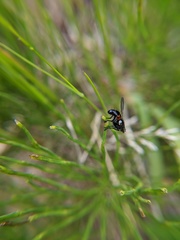 Cylindromyia interrupta