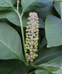 Phytolacca japonica