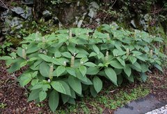 Phytolacca japonica