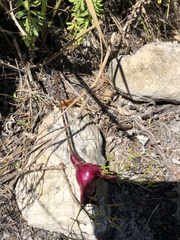 Nanobubon strictum