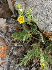 Potentilla pensylvanica