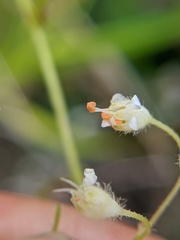 Heuchera glabra