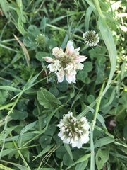 Trifolium repens