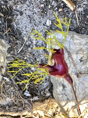 Nanobubon strictum