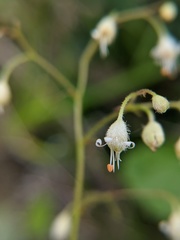 Heuchera glabra