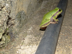 Hyla euphorbiacea