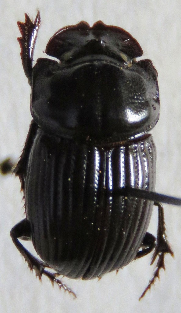 Copris costaricensis