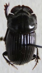 Copris costaricensis