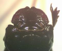 Copris costaricensis