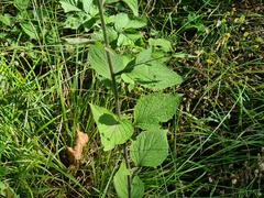 Lapsana communis intermedia