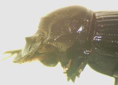 Copris costaricensis