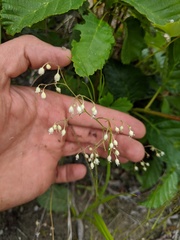 Heuchera glabra