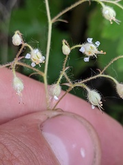 Heuchera glabra