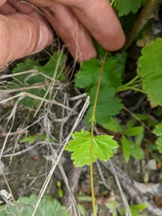 Heuchera glabra