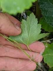 Heuchera glabra