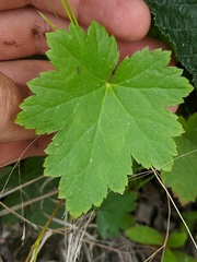Heuchera glabra