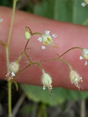 Heuchera glabra