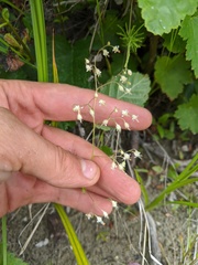 Heuchera glabra