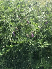 Vicia cracca