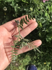 Vicia cracca