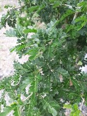 Erythrostemon mexicanus