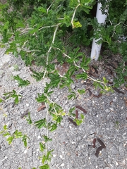 Erythrostemon mexicanus