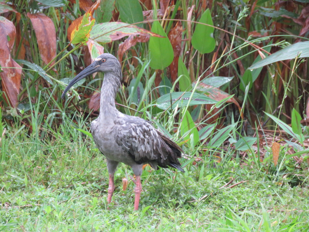 Plumbeous Ibis