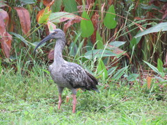 Theristicus caerulescens