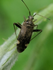Closterotomus fulvomaculatus